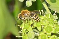 Colletes hederae