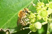 Colletes hederae