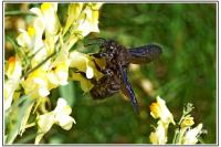 Xylocopa violacea
