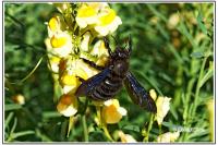Xylocopa violacea