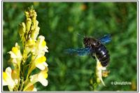 Xylocopa violacea