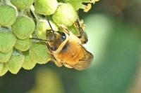 Colletes hederae
