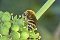 Colletes hederae