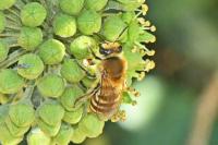 Colletes hederae