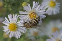 Colletes hederae