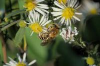 Colletes hederae