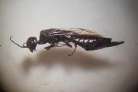 Xiphydria longicollis