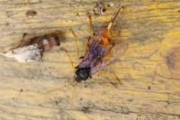 Urocerus augur