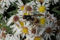 Vespa velutina