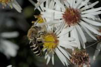 Colletes hederae