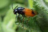Arge cyanocrocea