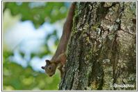 Sciurus vulgaris