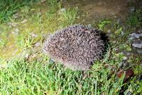 Erinaceus europaeus