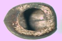 Muscardinus avellanarius