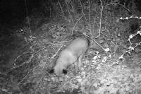 Vulpes vulpes vulpes