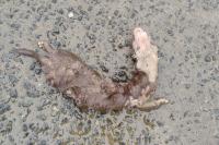 Mustela nivalis