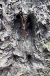 Sus scrofa scrofa