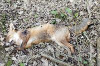 Vulpes vulpes
