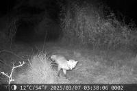 Vulpes vulpes