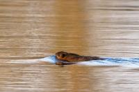 Ondatra zibethicus
