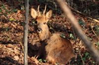 Capreolus capreolus