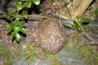 Erinaceus europaeus
