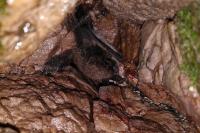 Myotis mystacinus