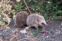 Erinaceus europaeus