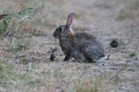 Oryctolagus cuniculus