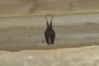 Rhinolophus hipposideros