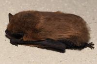 Pipistrellus pipistrellus