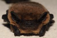 Pipistrellus pipistrellus