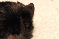 Barbastella barbastellus