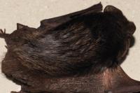 Barbastella barbastellus