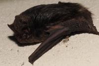 Barbastella barbastellus