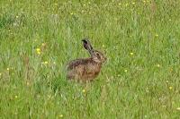 Lepus europaeus