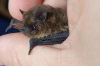 Pipistrellus nathusii