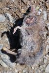 Crocidura russula
