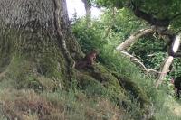 Sciurus vulgaris