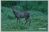 Capreolus capreolus