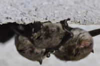 Myotis daubentonii
