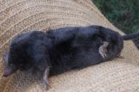Talpa europaea