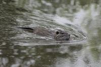 Myocastor coypus