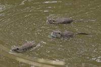 Myocastor coypus