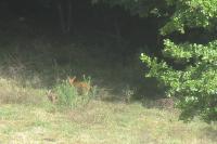 Capreolus capreolus