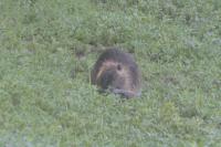 Myocastor coypus