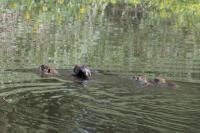 Myocastor coypus