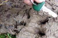 Sus scrofa