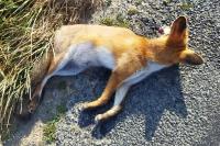 Vulpes vulpes