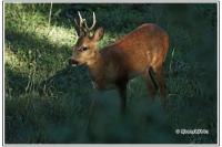 Capreolus capreolus